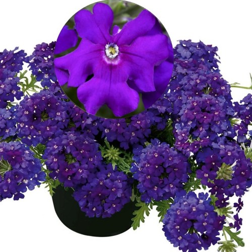 Verbena 'VEPITA Blue Violet' - Aed-raudürt 'VEPITA Blue Violet'